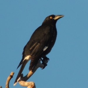 Strepera graculina at Kambah, ACT - 3 Jun 2017