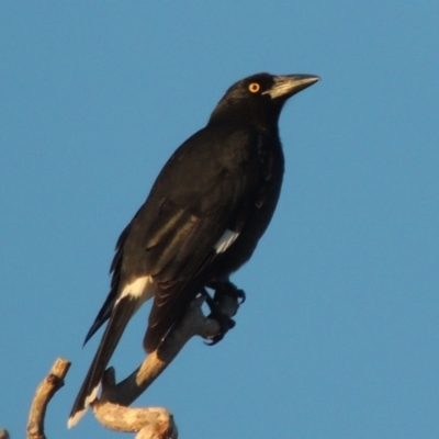 Strepera graculina (Pied Currawong) at Urambi Hills - 3 Jun 2017 by MichaelBedingfield