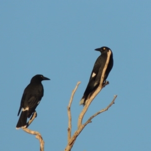 Strepera graculina at Kambah, ACT - 3 Jun 2017