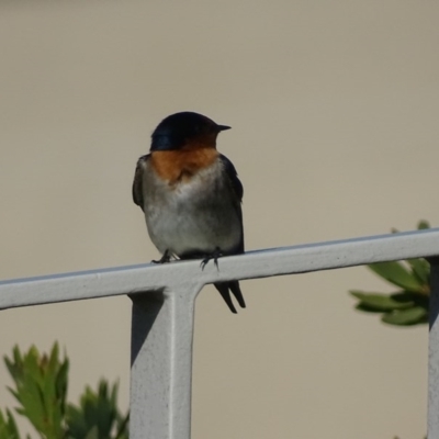 Hirundo neoxena (Welcome Swallow) at Capital Hill, ACT - 23 May 2017 by roymcd