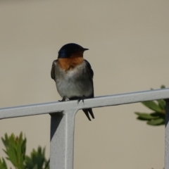 Hirundo neoxena (Welcome Swallow) at Capital Hill, ACT - 23 May 2017 by roymcd