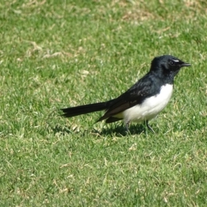 Rhipidura leucophrys at Capital Hill, ACT - 23 May 2017 02:55 PM