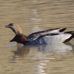 Chenonetta jubata (Australian Wood Duck) at Kambah, ACT - 3 Jun 2017 by michaelb