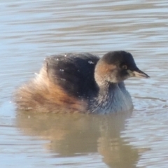 Tachybaptus novaehollandiae (Australasian Grebe) at Kambah, ACT - 3 Jun 2017 by MichaelBedingfield