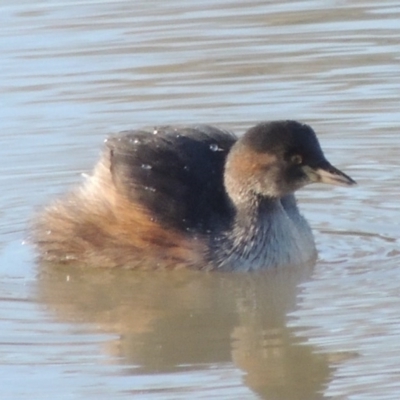 Tachybaptus novaehollandiae (Australasian Grebe) at Kambah, ACT - 3 Jun 2017 by MichaelBedingfield