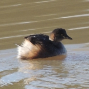 Tachybaptus novaehollandiae at Kambah, ACT - 3 Jun 2017