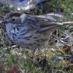 Pyrrholaemus sagittatus (Speckled Warbler) at Paddys River, ACT - 6 Jun 2017 by JohnBundock