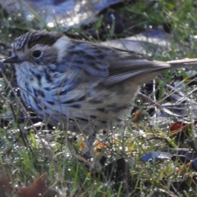 Pyrrholaemus sagittatus (Speckled Warbler) at Paddys River, ACT - 6 Jun 2017 by JohnBundock