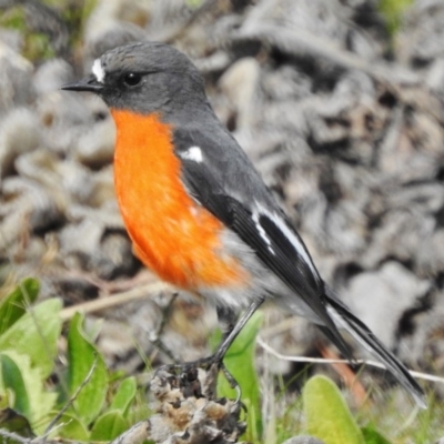 Petroica phoenicea (Flame Robin) at Tidbinbilla Nature Reserve - 6 Jun 2017 by JohnBundock