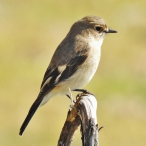 Petroica phoenicea at Paddys River, ACT - 6 Jun 2017