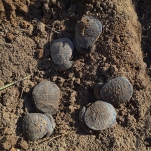 Chelodina longicollis at Jerrabomberra, NSW - 7 Jun 2017