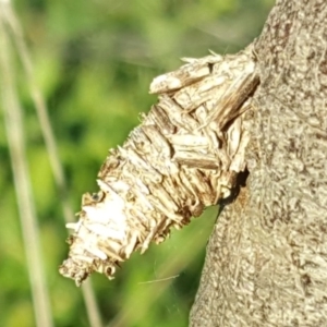 Psychidae (family) IMMATURE at Isaacs Ridge - 2 Jun 2017 03:38 PM