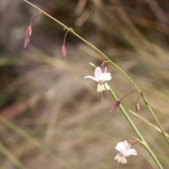 Arthropodium milleflorum (Vanilla Lily) at Gundaroo, NSW - 1 Feb 2015 by MaartjeSevenster