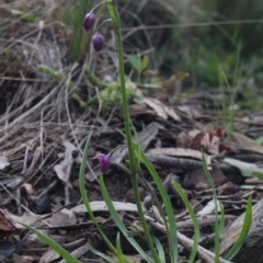 Arthropodium minus (Small Vanilla Lily) at Gundaroo, NSW - 6 Oct 2016 by MaartjeSevenster