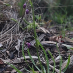 Arthropodium minus (Small Vanilla Lily) at MTR591 at Gundaroo - 5 Oct 2016 by MaartjeSevenster