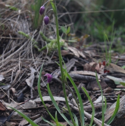 Arthropodium minus (Small Vanilla Lily) at Gundaroo, NSW - 5 Oct 2016 by MaartjeSevenster