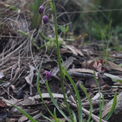 Arthropodium minus (Small Vanilla Lily) at Gundaroo, NSW - 6 Oct 2016 by MaartjeSevenster