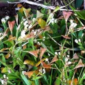 Capsella bursa-pastoris at Garran, ACT - 5 Jun 2017 12:00 AM