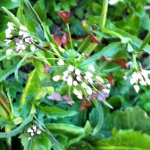 Capsella bursa-pastoris at Garran, ACT - 5 Jun 2017