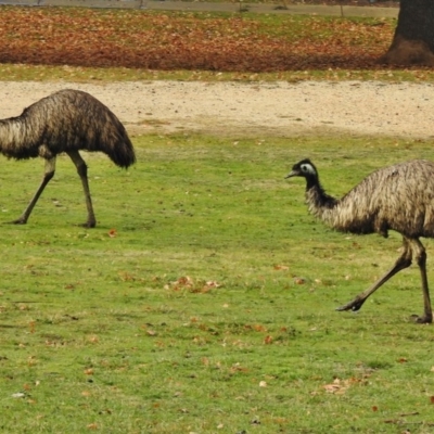 Dromaius novaehollandiae (Emu) at Paddys River, ACT - 6 Jun 2017 by JohnBundock