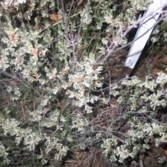 Brachyloma daphnoides (Daphne Heath) at Red Hill to Yarralumla Creek - 30 Sep 2015 by ruthkerruish