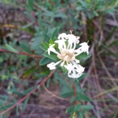 Pimelea linifolia subsp. linifolia (Queen of the Bush, Slender Rice-flower) at Merimbula, NSW - 7 Jun 2017 by DeanAnsell