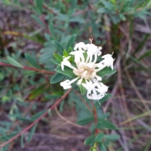 Pimelea linifolia subsp. linifolia at Merimbula, NSW - 7 Jun 2017 08:15 AM