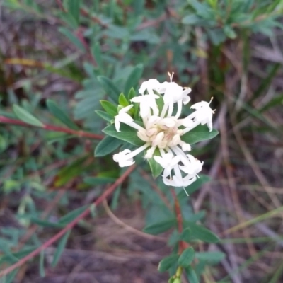 Pimelea linifolia subsp. linifolia (Queen of the Bush, Slender Rice-flower) at Merimbula, NSW - 7 Jun 2017 by DeanAnsell