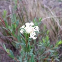 Pimelea linifolia subsp. linifolia at Merimbula, NSW - 7 Jun 2017