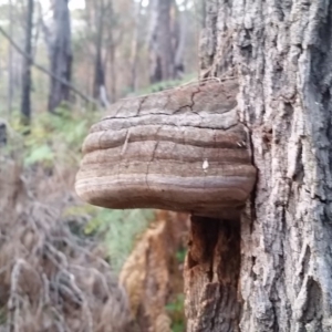 Phellinus sp. at Pambula Beach, NSW - 5 Jun 2017