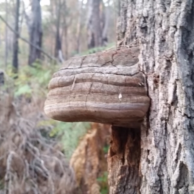 Phellinus sp. (Phellinus sp.) at Pambula Beach, NSW - 5 Jun 2017 by DeanAnsell