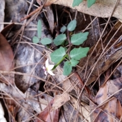 Lobelia purpurascens (White Root) at Eden, NSW - 9 Apr 2017 by DeanAnsell