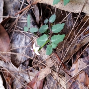 Lobelia purpurascens at Eden, NSW - 9 Apr 2017