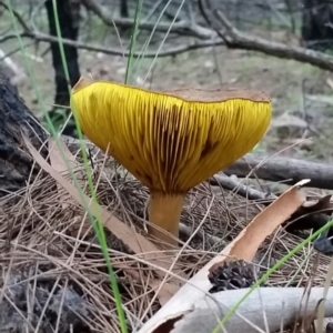 Phylloporus clelandii at Pambula Beach, NSW - 7 Jun 2017