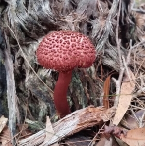 Boletellus emodensis at Pambula Beach, NSW - 22 Mar 2017