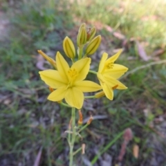 Bulbine bulbosa (Golden Lily) at Fadden, ACT - 4 Nov 2016 by RyuCallaway