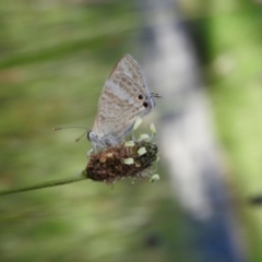 Lampides boeticus (Long-tailed Pea-blue) at Fadden Hills Pond - 5 Nov 2016 by ArcherCallaway