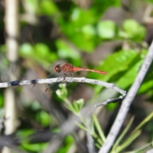 Diplacodes bipunctata at Fadden, ACT - 5 Nov 2016 07:40 AM