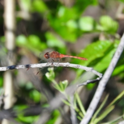 Diplacodes bipunctata (Wandering Percher) at Fadden Hills Pond - 5 Nov 2016 by ArcherCallaway