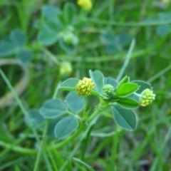 Trifolium campestre (Hop Clover) at Fadden Hills Pond - 5 Nov 2016 by ArcherCallaway