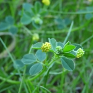 Trifolium campestre at Fadden, ACT - 5 Nov 2016 08:01 AM