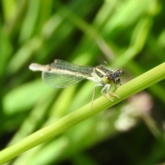 Ischnura aurora (Aurora Bluetail) at Fadden Hills Pond - 5 Nov 2016 by ArcherCallaway