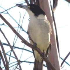 Cracticus torquatus (Grey Butcherbird) at Conder, ACT - 27 May 2017 by michaelb