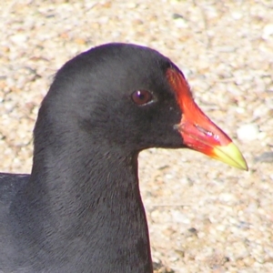 Gallinula tenebrosa at Greenway, ACT - 7 Jun 2017 12:49 PM