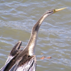 Anhinga novaehollandiae (Australasian Darter) at Lake Tuggeranong - 7 Jun 2017 by MatthewFrawley