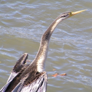 Anhinga novaehollandiae at Greenway, ACT - 7 Jun 2017 01:04 PM