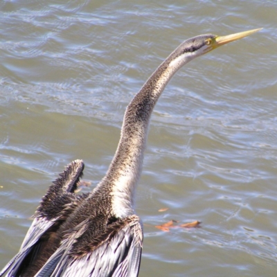 Anhinga novaehollandiae (Australasian Darter) at Lake Tuggeranong - 7 Jun 2017 by MatthewFrawley