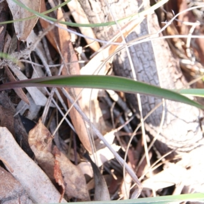 Thelymitra sp. at Mount Majura - 8 Jun 2017 by petersan
