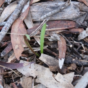 Microseris walteri at Canberra Central, ACT - 8 Jun 2017 10:03 AM