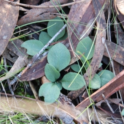 Diplodium sp. (A Greenhood) at Mount Majura - 8 Jun 2017 by petersan